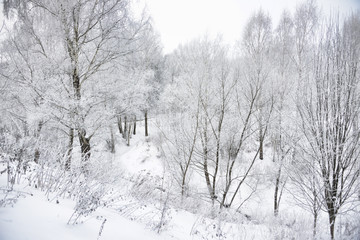 Trees with snow in winter park