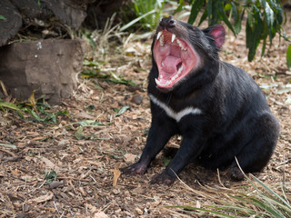 Tasmanian Devil