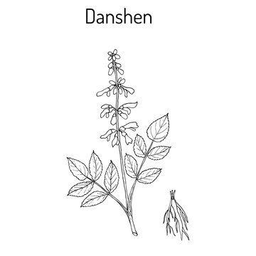 Danshen Salvia miltiorrhiza , called also chinese sage, medicinal plant