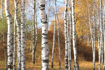 beautiful scene in yellow autumn birch forest in october with fallen yellow autumn leaves