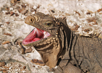 The Cuban rock iguana (Cyclura nubila), also known as the Cuban ground iguana or Cuban iguana.