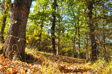 Oak forest with autumn colors. Beautiful forest background