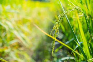Healthy young rice ear