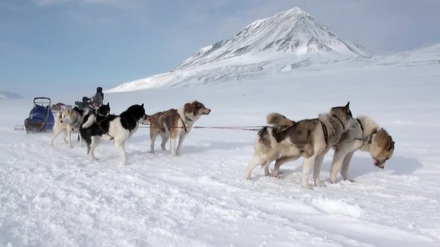 People expedition on dog sled team husky Eskimo road of North Pole in Arctic. Way from airport Longyear to Pyramid Spitsbergen on background of glacier mountains Svalbard in Norway.