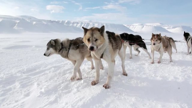 Sled dog team husky Eskimo rest on white snowy road of North Pole in Arctic. Way from Longyearbyen airport Longyear to Pyramid on Spitsbergen on background of glacier mountains of Svalbard in Norway.