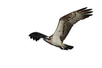 Osprey (Pandion haliaetus)