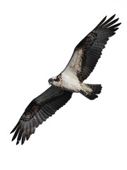 Osprey (Pandion haliaetus)