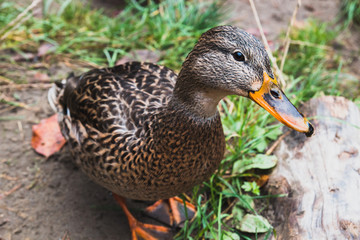 Wild duck
