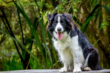 Border Collie