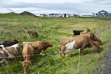 Fototapeta na wymiar Cows grazing in a typical Icelandic landscape, a wild nature of rocks and shrubs, rivers and lakes.