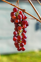 bunch of ripe grapes on the vine branch
