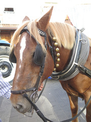 Fototapeta premium Brown horse at local fiesta