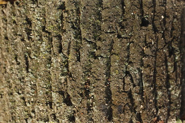 Holztextur, Hintergrundbild, braune Baumrinde
