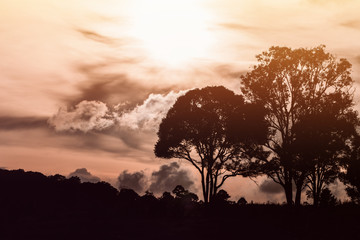 Silhouetted forest and tree with cloudy warm orange sky cover sun in behind before sunset time.