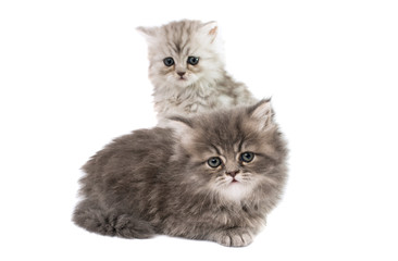 fluffy kittens isolated