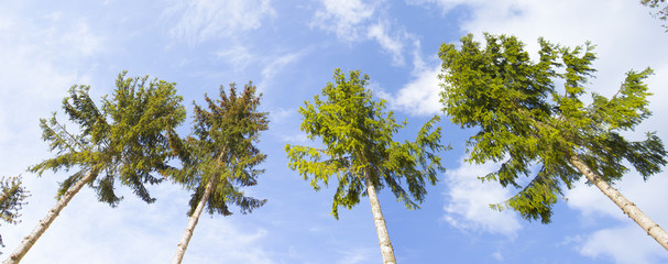 Obraz premium what are the tops of the fir trees, with the lower branches cut off against the background of the blue sky