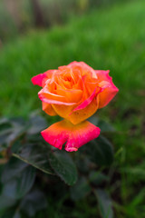 Garden flowers in the summer