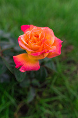 Garden flowers in the summer