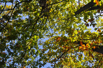 Oak forest in autumn bottom view. Natural forest background