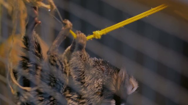 Cute monkey hanging on the rope at conact zoo