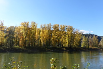 herbstliche Baumreihe im Rhein 