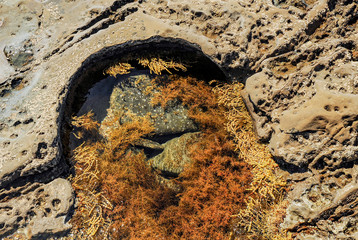 Algae, similar to beads
