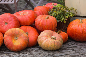 Pile of pumpkins in the city street.