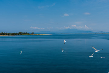 Seagulls at the Ionian sea