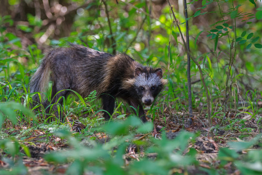racoon dog in Danube Delta