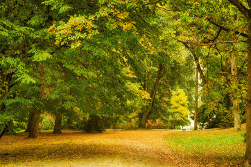 Naklejka premium Autumn park with orange trees and empty alley , natural seasonal hipster background