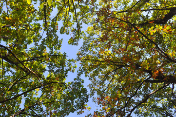 Oak forest in autumn bottom view. Natural forest background