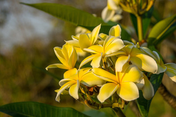 Plumeria