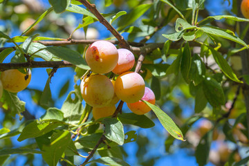Mirabelles