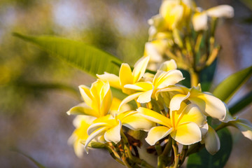 Plumeria