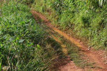 A path to the forest, bushes with trees in the rain forest and a rural forest road after a rain with mud and deep puddles