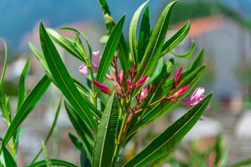 Beautiful mediterranean flowers