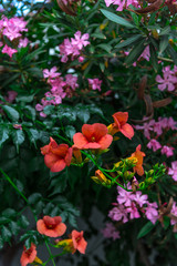 Fototapeta premium Beautiful mediterranean flowers
