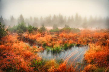 Fototapeta na wymiar Herbst im Moor (Autumn in Swamp)