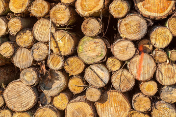 Holz Querschnitt Baum Bäume Stapel