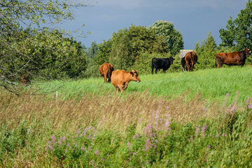 farm cows resting in the meadow near farm
