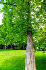 Young Redwood Tree