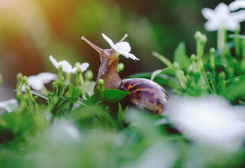 snail on fresh leaf in the morning. burgundy snail (Helix, escargot) with leaf in a natural environment. close up