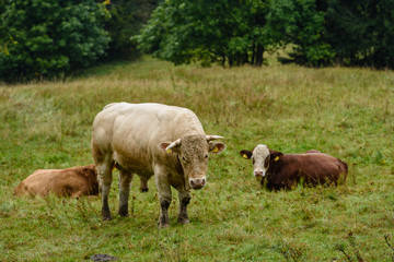 Naklejka premium farm cows resting in the meadow near farm