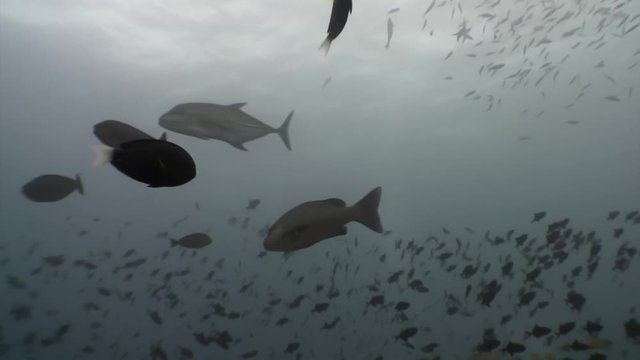 School of horse mackerel scad fish underwater in search of food in Maldives. Unique video footage. Abyssal diving. Natural aquarium of sea and ocean. Beautiful Trevallies Strachelmakrelen Carangues.