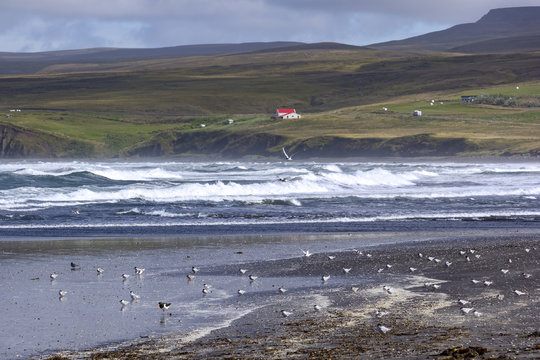 Arctic terns and a Eurasian oystercatcher on the beach, Iceland