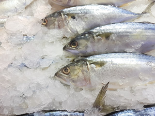 A lot of fresh mackerel on the ice