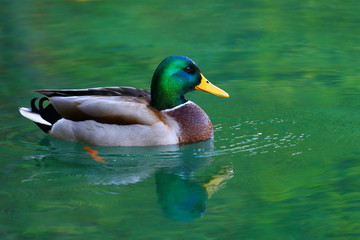 Mallard, wild duck male in water