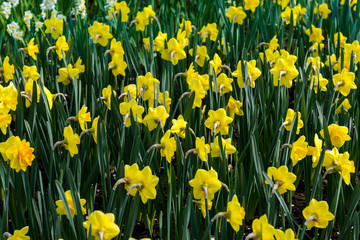 Obraz premium graden flowers