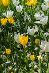 Obraz premium graden flowers