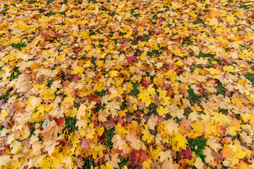 autumn colored tree leaves in the park